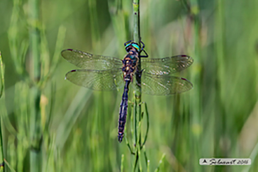 Somatochlora alpestris