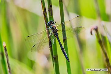 Somatochlora arctica