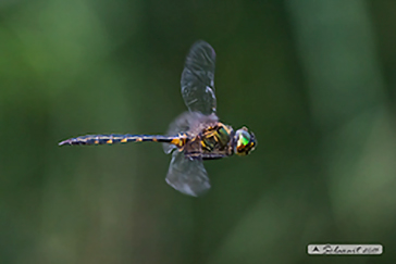 Somatochlora flavomaculata