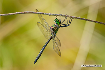 Somatochlora meridionalis 