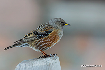 Sordone ( Prunella collaris)