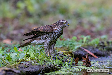 Sparviere (Accipiter nisus)  in cova