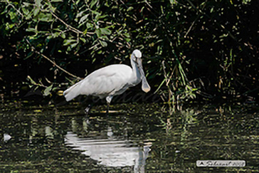 Spatola  (Platalea leucorodia)