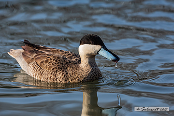 Spatula puna - Puna Teal