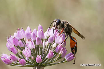 Hymenoptera Sphecidae Sceliphron caementarum