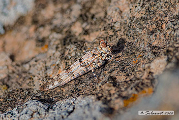 Sphingonotus uvarovi
