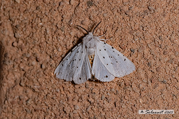 Spilosoma lubricipeda -White ermine