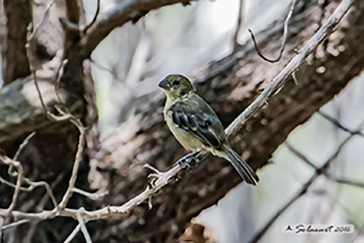 Sporophila torqueola