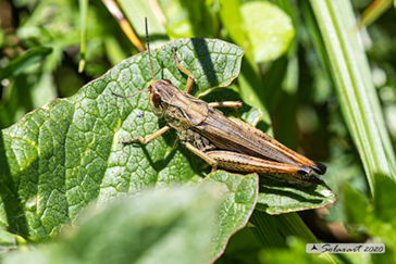 Staurodeus scalaris