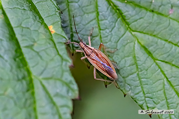Stenodema holsata