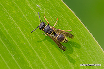 Stenodynerus microstictus