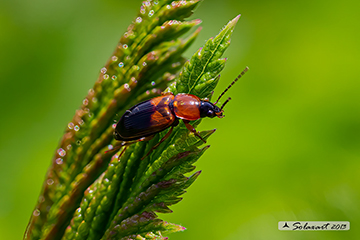 Stenolophus teutonus