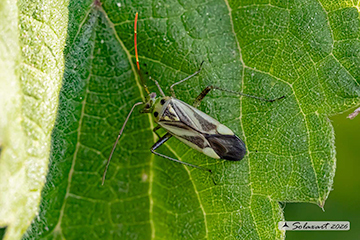 Stenotus binotatus