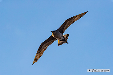 Stercorarius skua - Stercorario maggiore - Great Skua