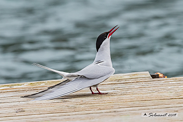 Sterna paradisaea - Sterna artica - Arctic tern