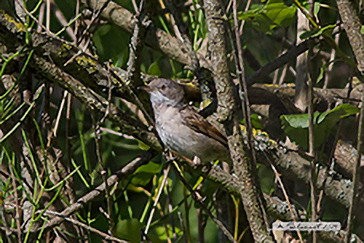 Sylvia communis - Sterpazzola - Common Whitethroat