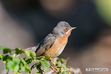 Subalpine warbler, Sterpazzolina