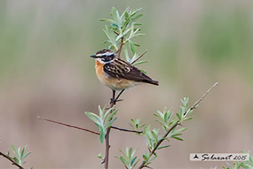 Stiaccino (Saxicola rubetra) 