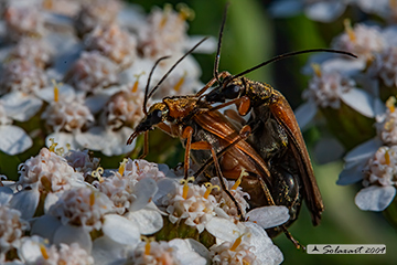 Stictoleptura rubra