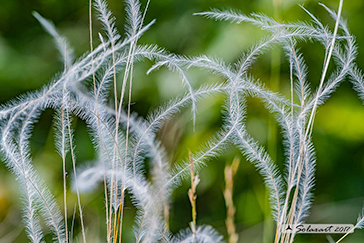 Eriophorum angustifolium