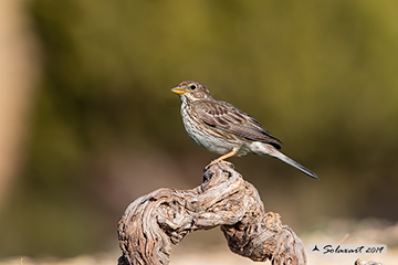 Common reed bunting, Emberiza calandra