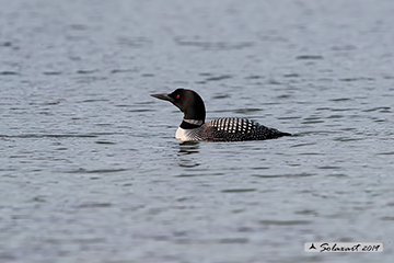 Gavia immer - Strolaga maggiore - Great Northern Diver