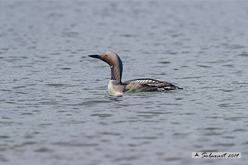 Gavia arctica - Strolaga mezzana - Black-throated loon