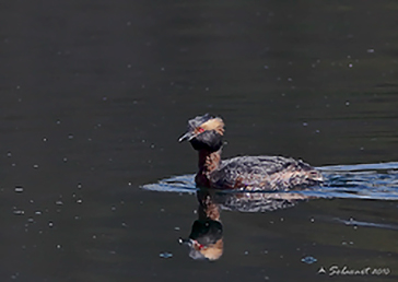  Horned Grebe, Svasso cornuto