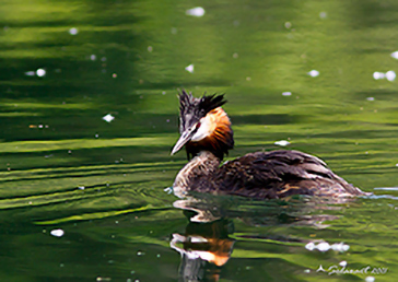 Great Crested Grebe,  Svasso maggiore