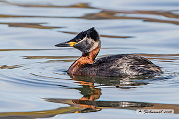 Red-necked Grebe, Svasso collorosso