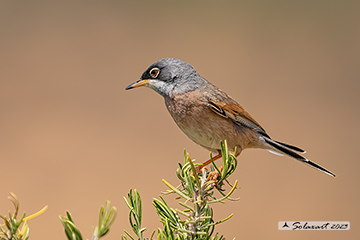 Sylvia conspicillata - Sterpazzola della Sardegna - Spectacled Warbler