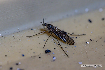 Sylvicola fenestralis