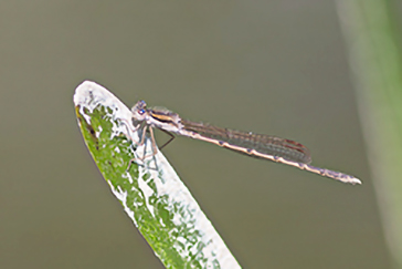 Common Winter Damselfly , Sympecma fusca