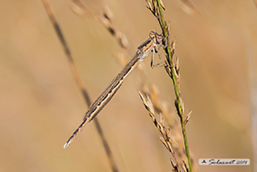 Sympecma paedisca