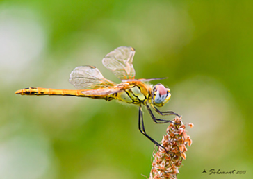 Sympetrum Fonscolombii - maschio