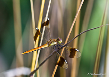 Sympetrum pedemontanum (femmina)