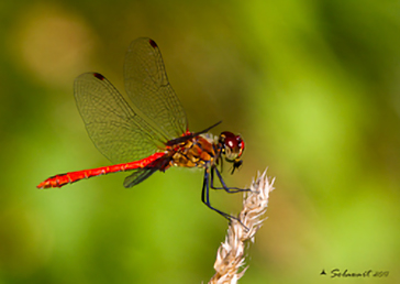 Sympetrum sanguineum    - (maschio) 