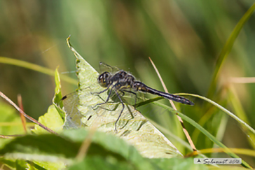 Sympetrum danae 