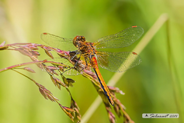 Sympetrum flaveulum 