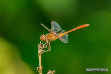 Sympetrum meridionale  - maschio