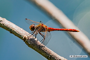 Sympetrum vulgatum