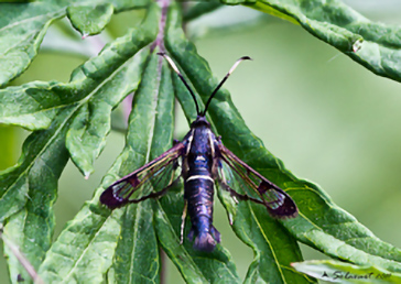 Synanthedon spheciformis - Sesioidea, Sesiidae (Sesidi)