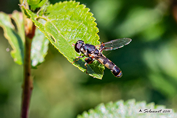 Syritta pipiens