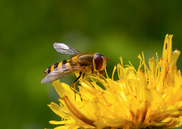 Syrphus torvus