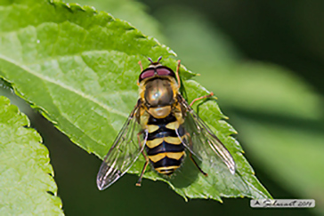 Syrphus ribesii