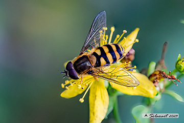 Syrphus vitripennis