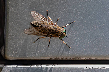 Tabanus bovinus