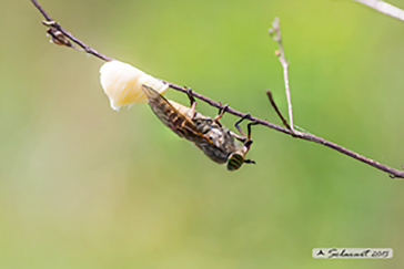 Tabanus sp
