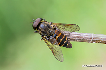 Tabanus sudeticus