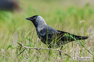  Western jackdaw, Taccola